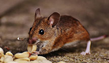 24 Hour & Emergency Exterminators in Hilton Vlg, WV